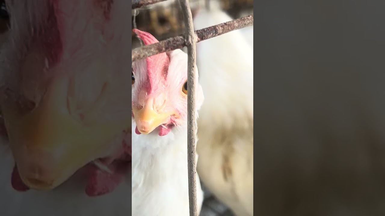 Inside the Most Profitable Chicken Farm in the Village!