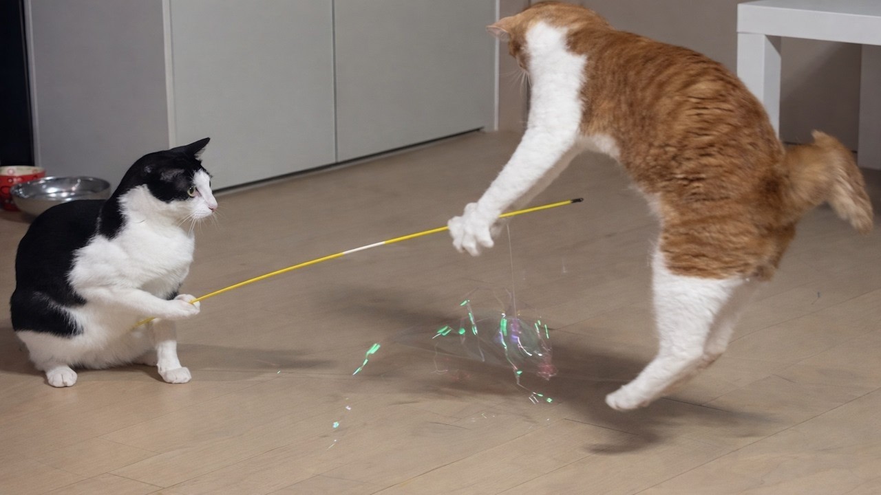 My Cat Learned TOO Much… And It Shows 😳🔥