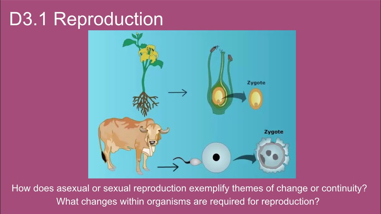 D3.1 Reproduction - IB Biology New Curriculum 2025