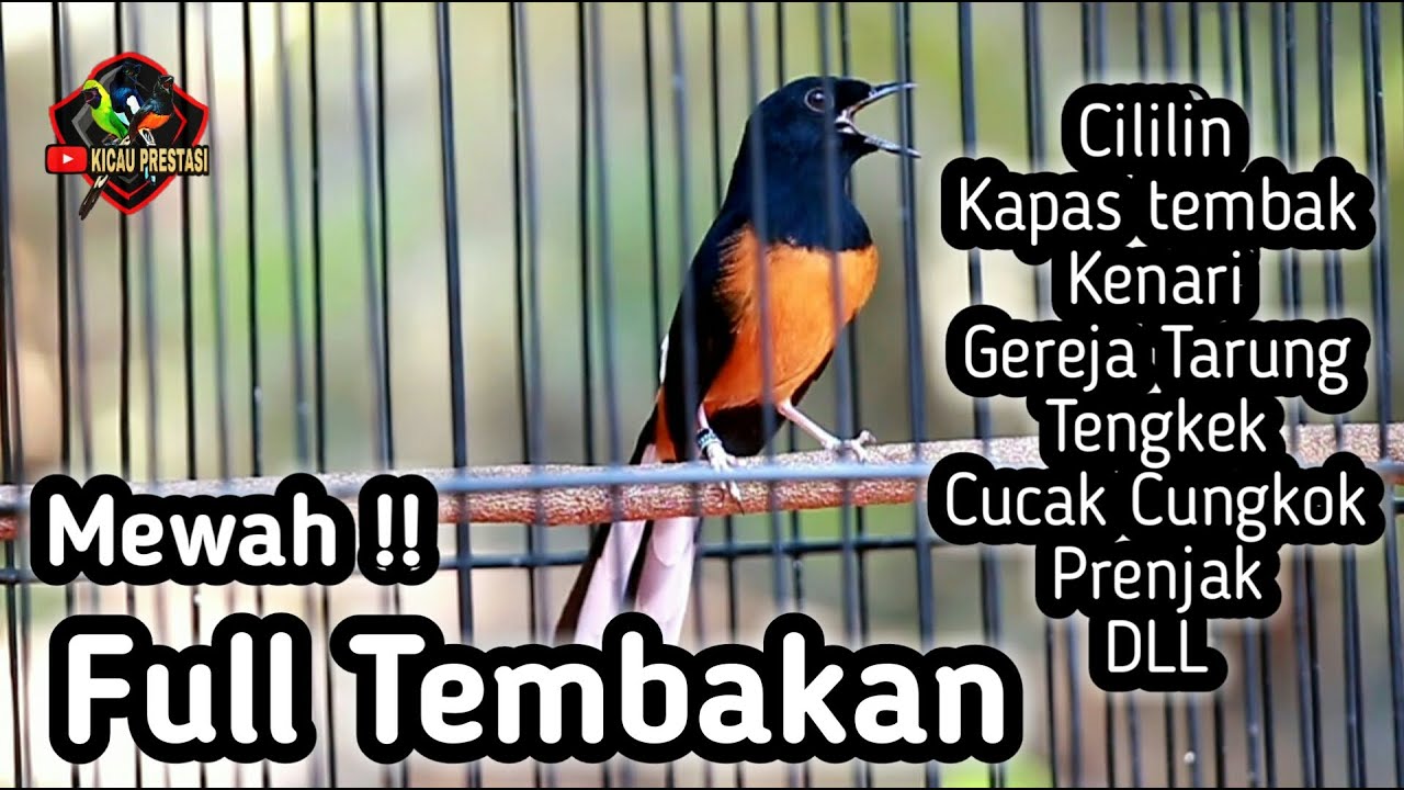 MASTERAN MURAI BATU FULL ISIAN TEMBAKAN CILILIN KENARI GEREJA KAPAS TEMBAK CUNGKOK PRENJAK