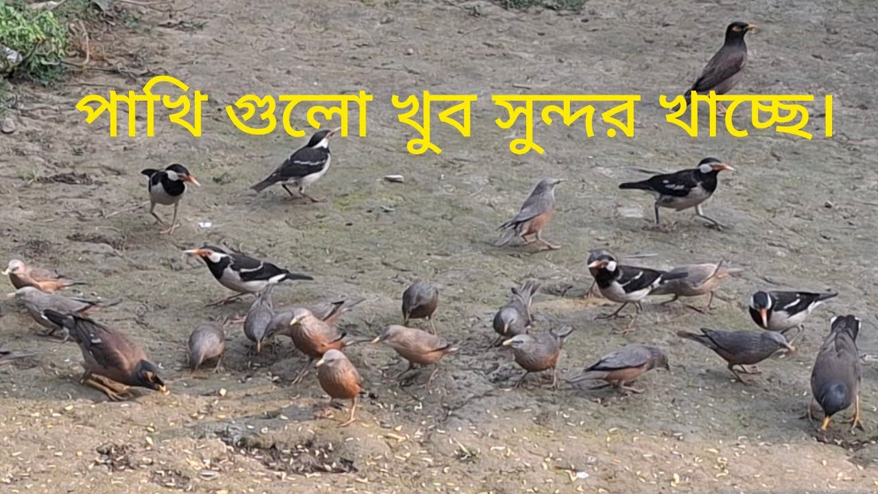 পাখিদের খেতে দিতে ভালো লাগে