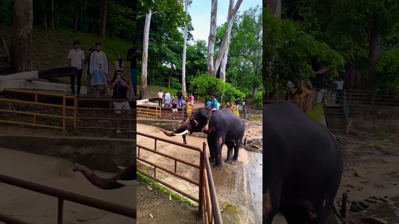Dubare Elephant camp, Coorg 