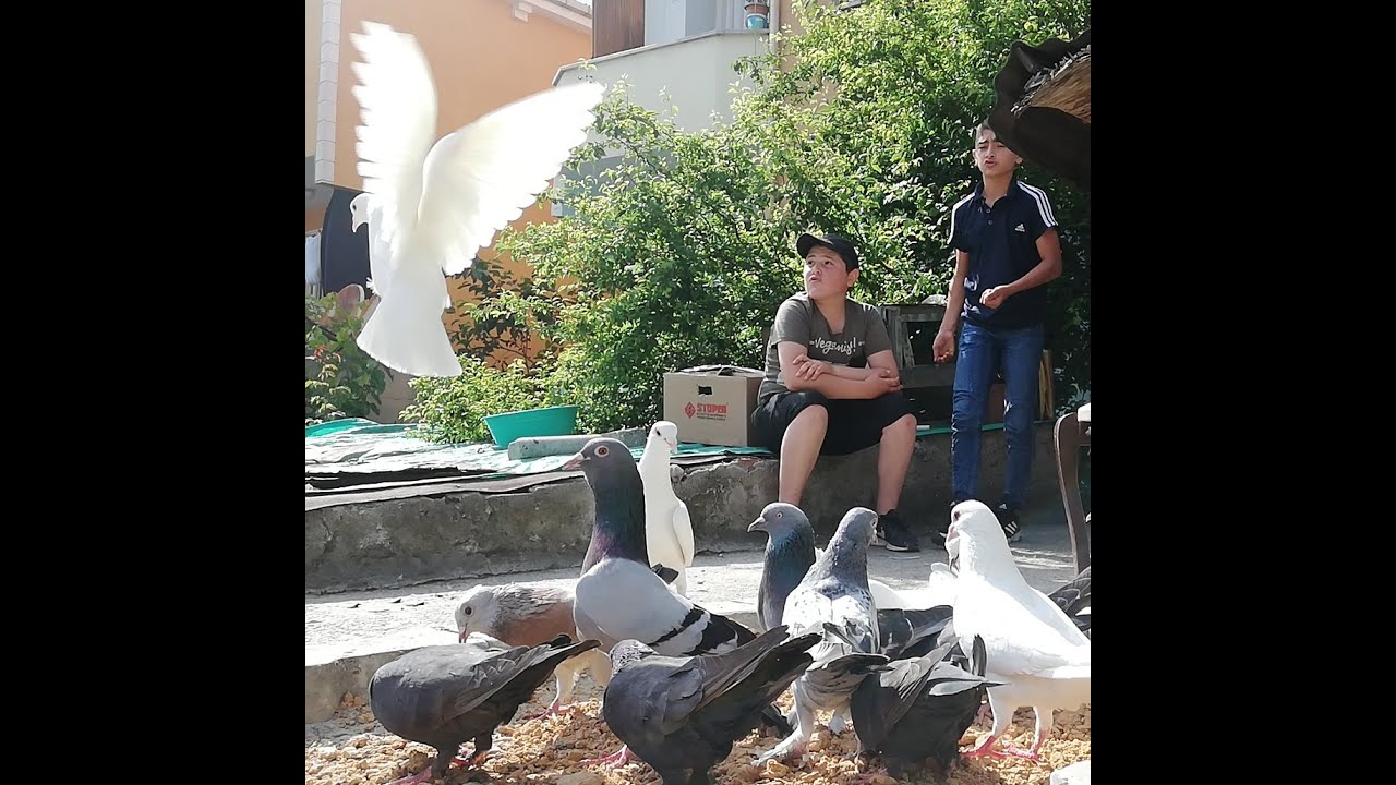 Tehlikeli Ortaklar. Ardahanlı Samet ve Gümüşhaneli Yavuz. Kuşbaz Gençler. Darıca