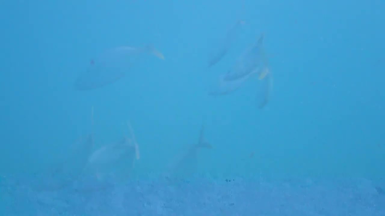 La confianza de los peces