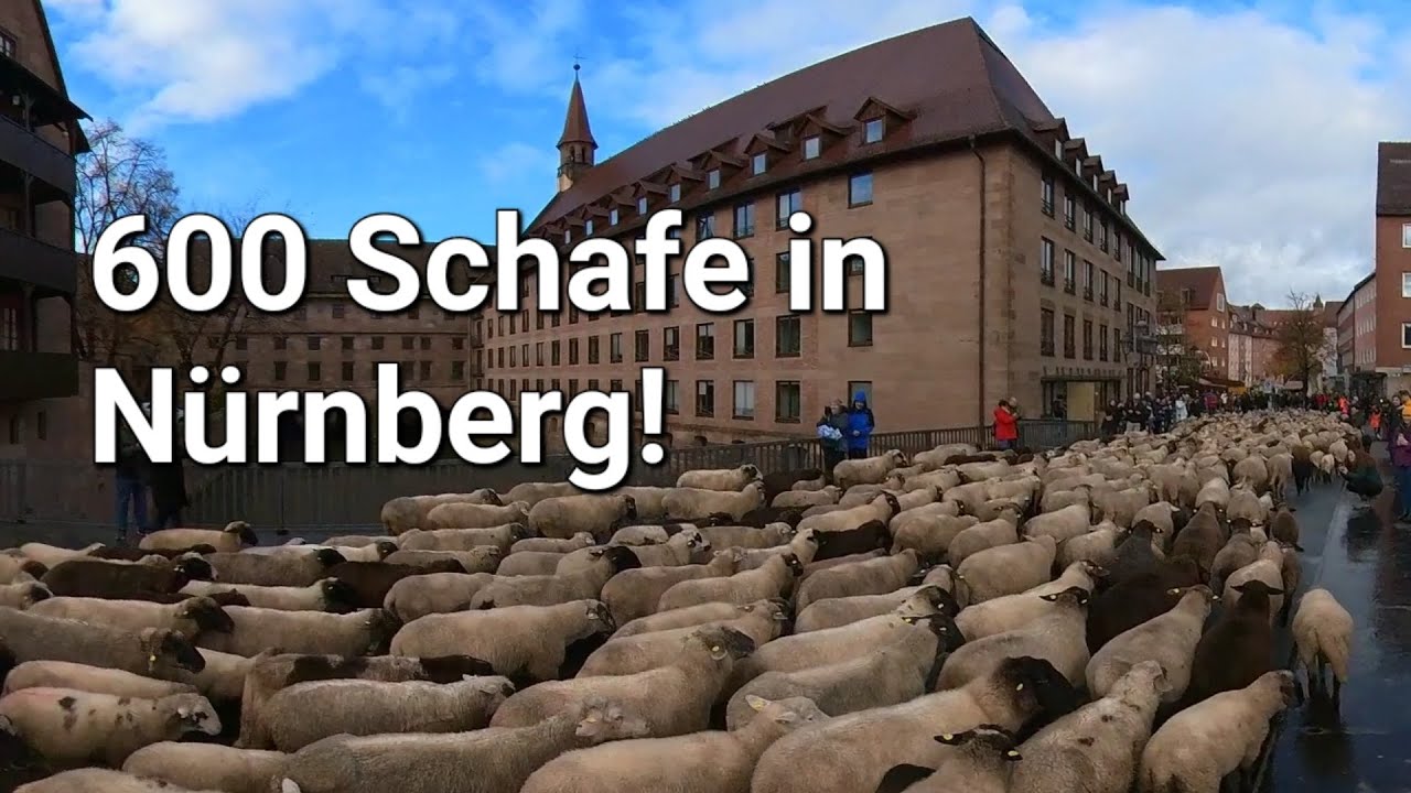 2023 - Schafe in Nürnberg  - 19.11.2023