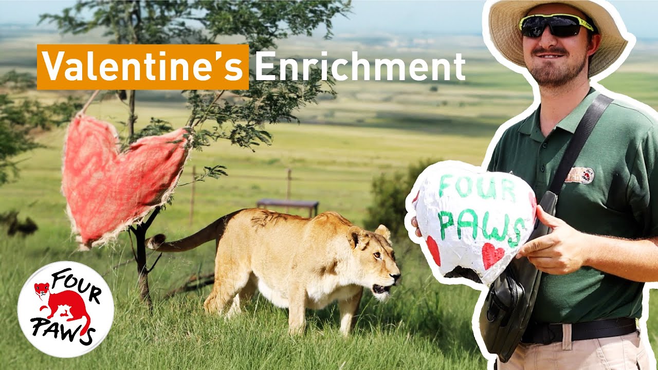 Big Cat Valentine's Day Treat | FOUR PAWS South Africa | [SUBS]