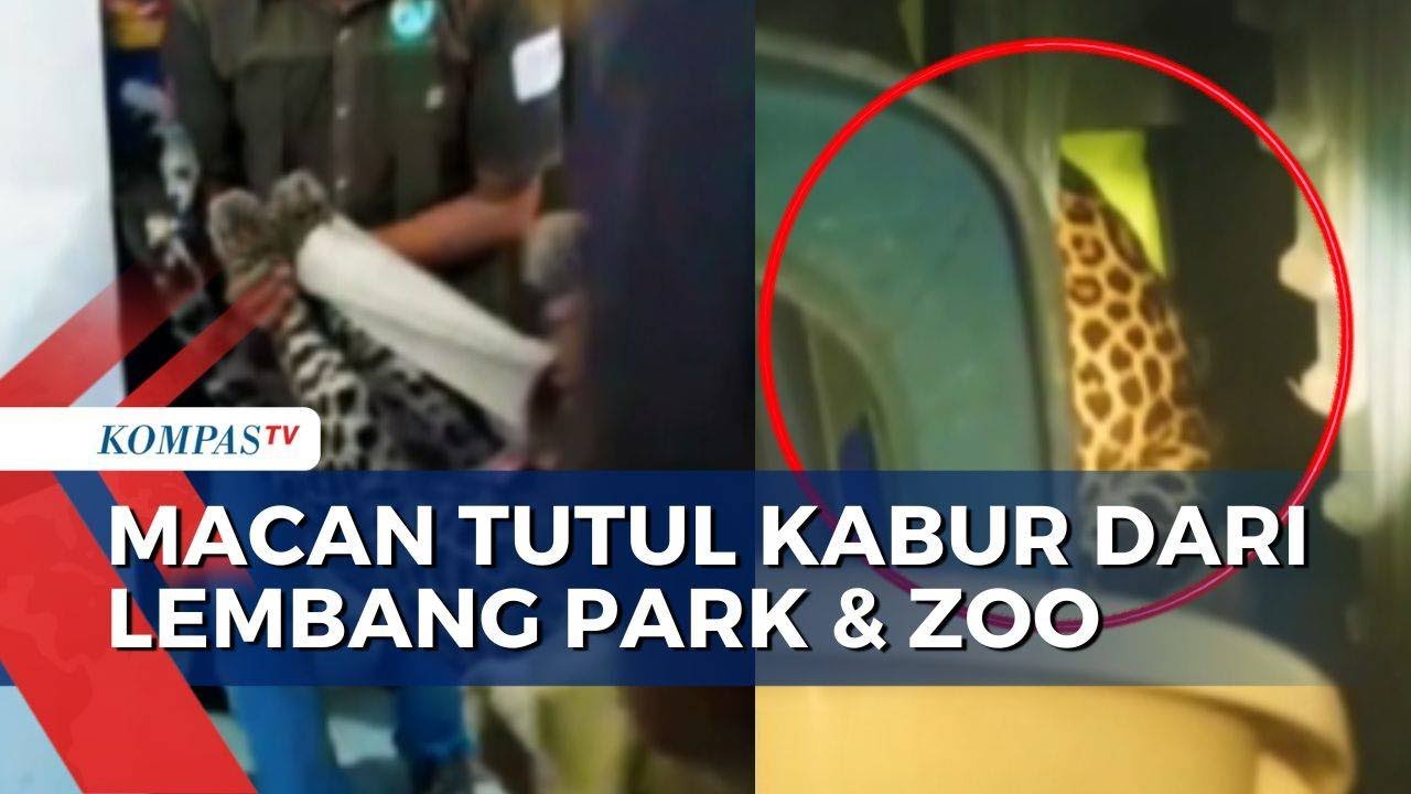Jebol Atap Kandang, Macan Tutul Kabur dari Lembang Park and Zoo | BERUT