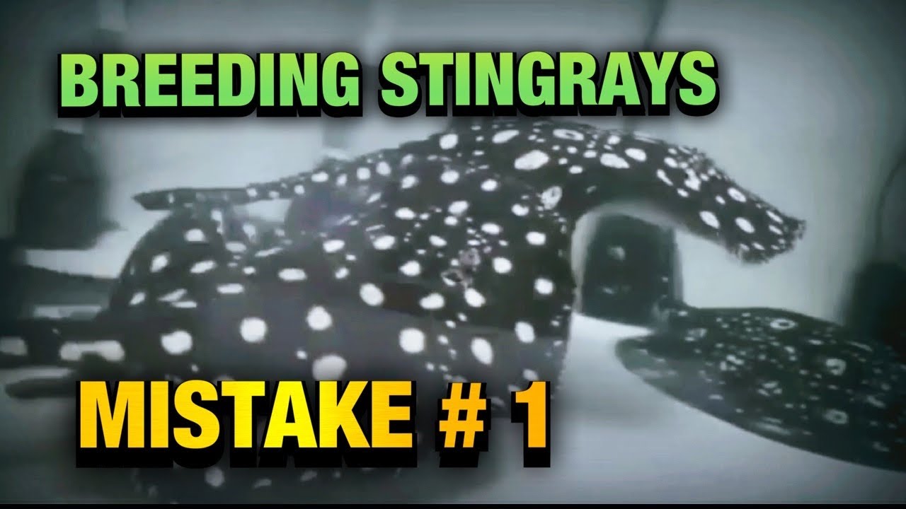 FRESHWATER STINGRAY BREEDING MISTAKE #1