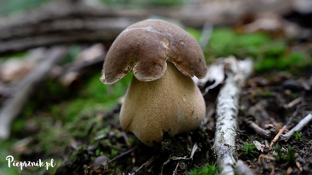 11.07.2021 - Borowik usiatkowany (Boletus reticulatus)