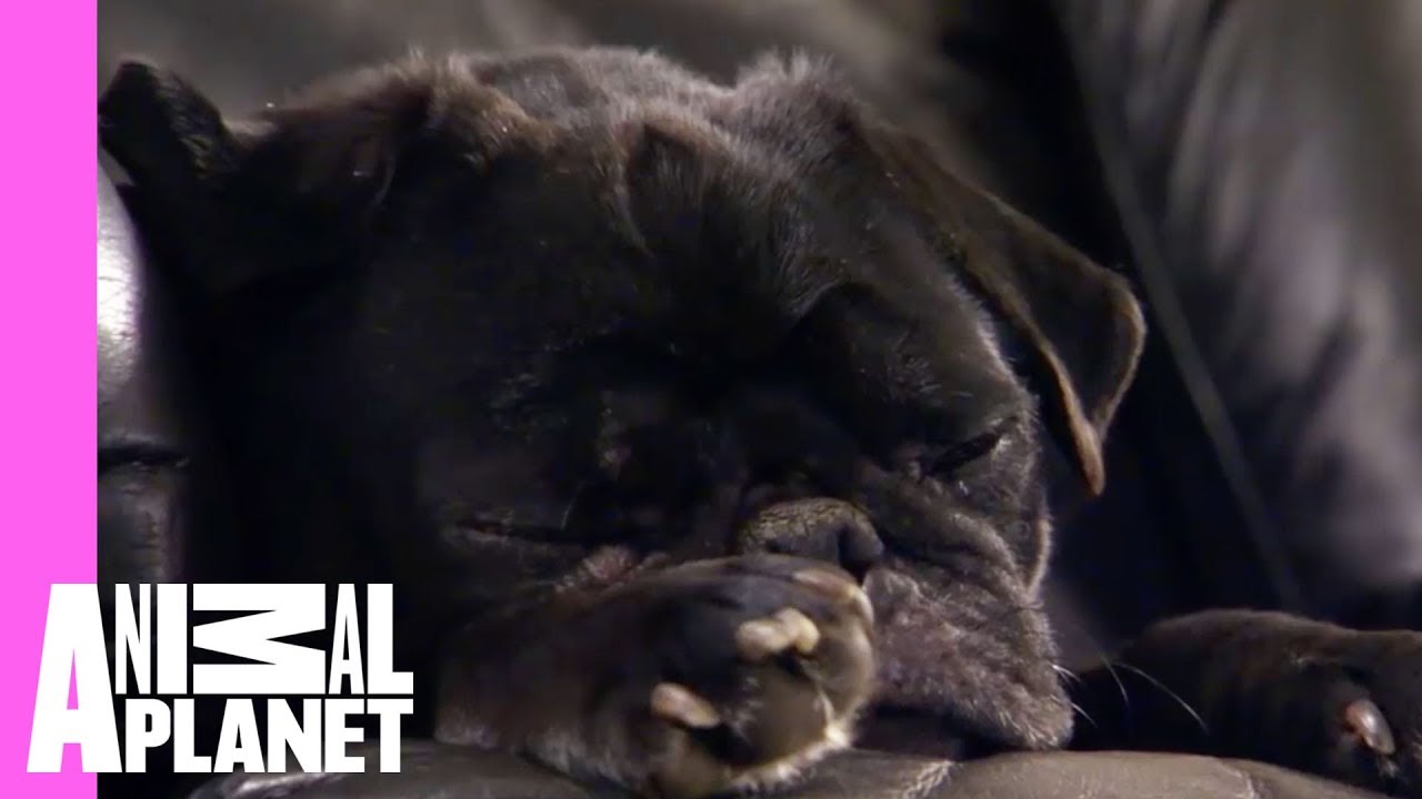 Oskar Creates Double the Trouble | Too Cute!