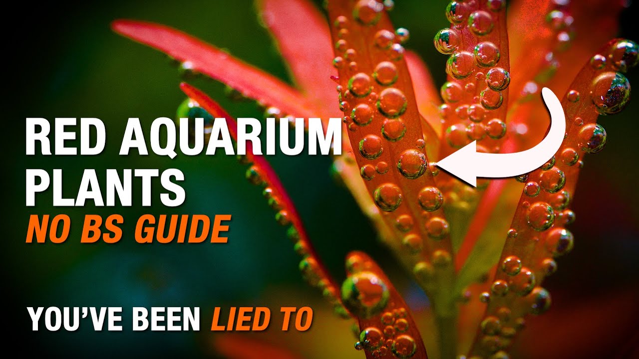 The REAL REASON Your Red Aquarium Plants Aren&rsquo;t Red | No BS Guide