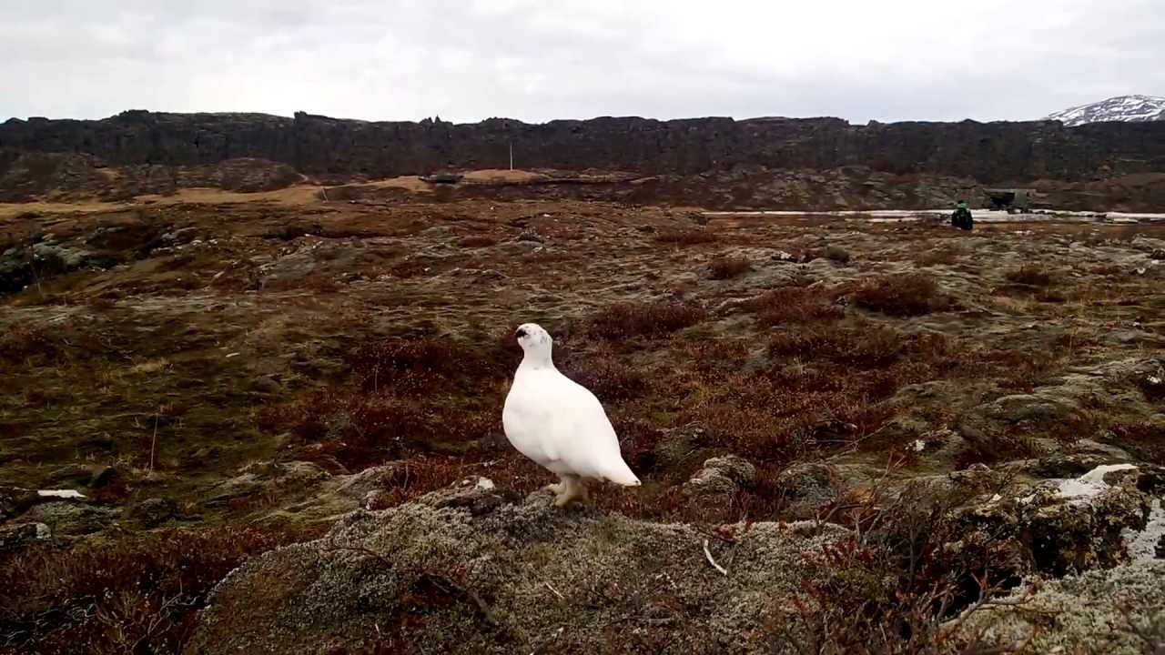 Iceland. Ptarmigan (rj&uacute;pa) in &THORN;ingvellir