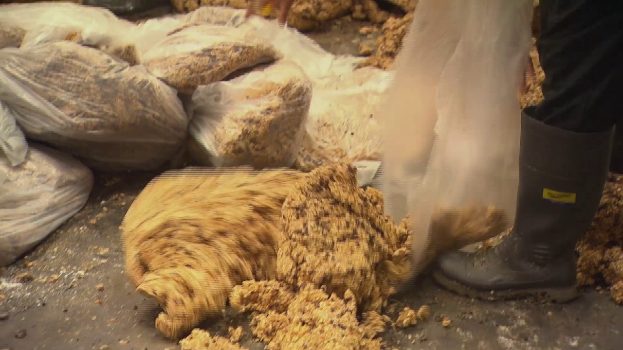 Waste Food to Quality Stock Feed at EcoStock