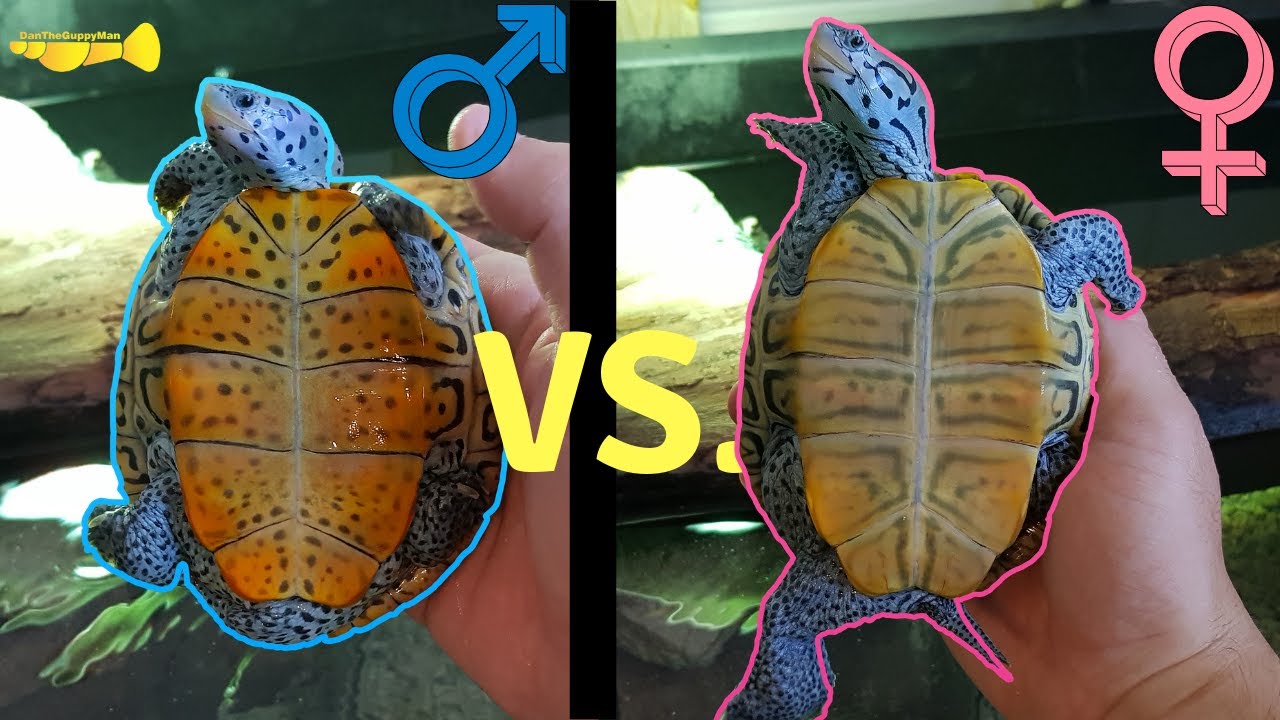 Как определить, самец у меня черепаха или самка?