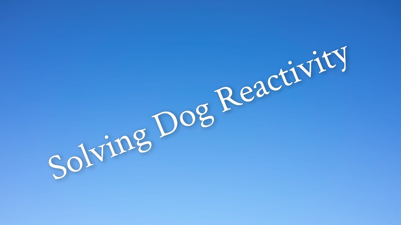 Solving Dog Reactivity