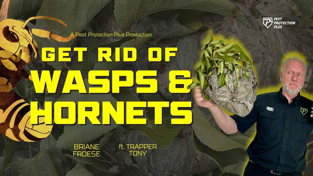 Large Hornet Nest Removal