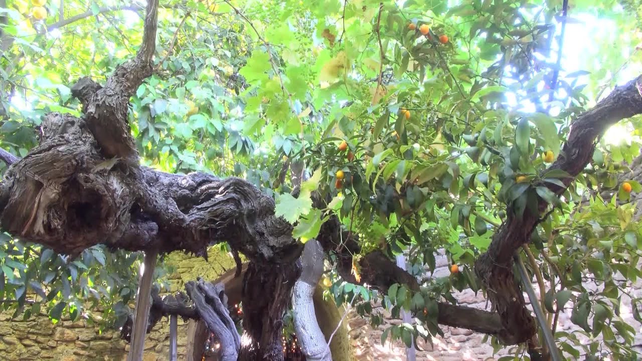 Destination California: Underground Gardens in Fresno