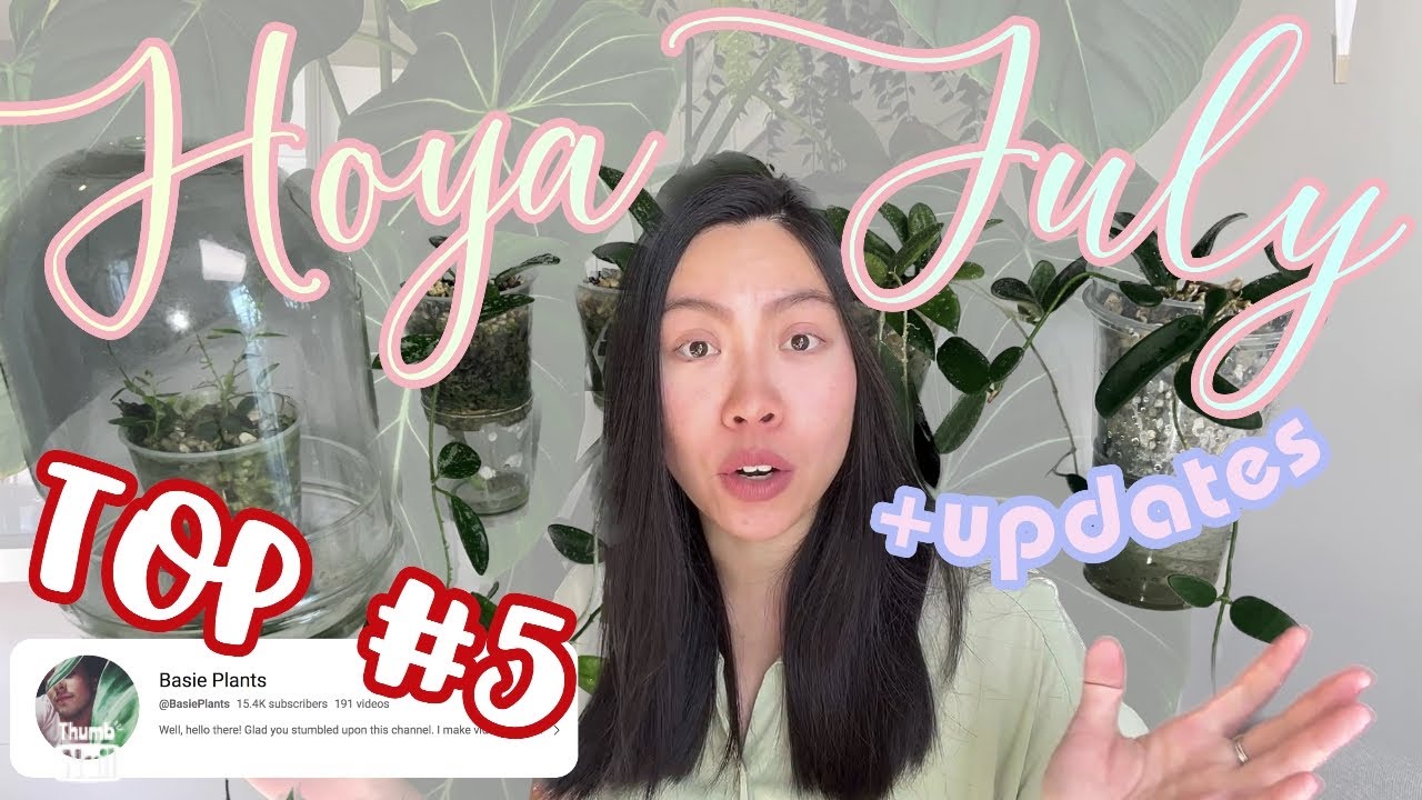 5 Hoyas I Am Loving Right Now | Life updates | Hoya Lyi varieties | Small Leaf Hoyas | Care Tips