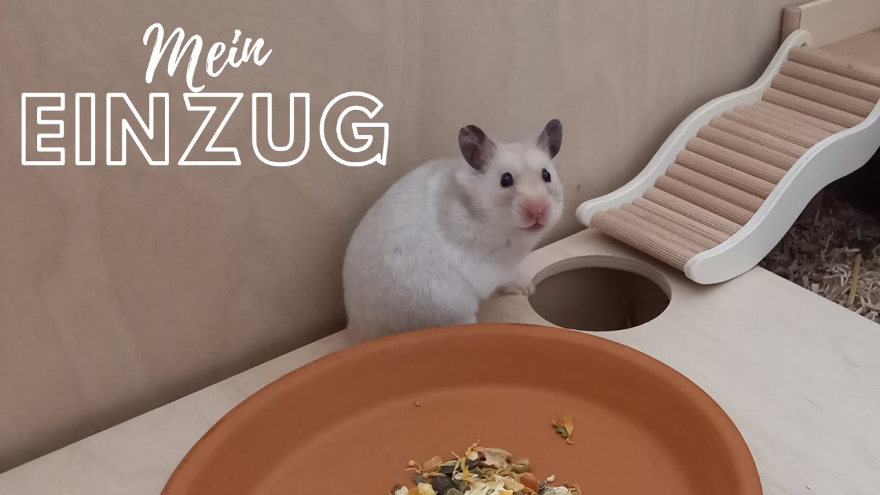 Neugestaltung des Nagariums und Fellis Einzug