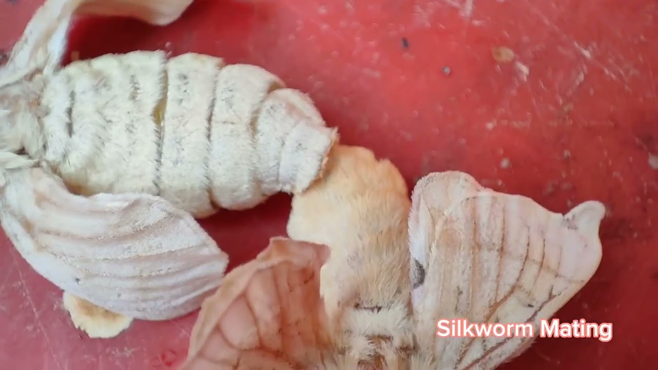 Silkworm Egg Production, Sericulture Development Center, Khopasi, Kavre