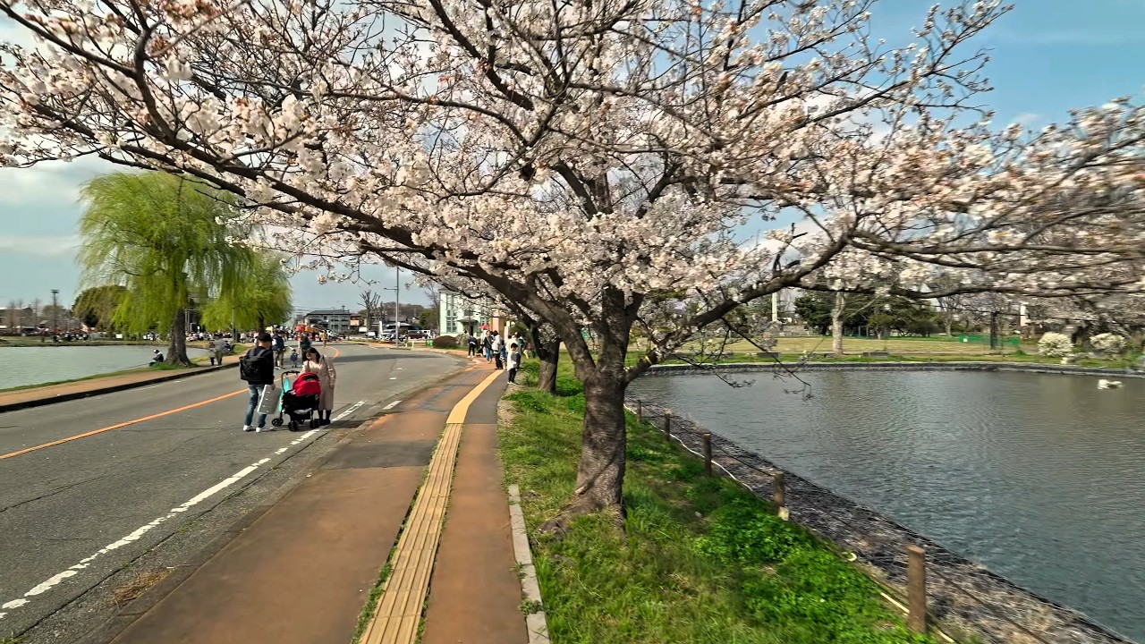 Gyoda noon walk - sakura, castle and festival, Japan 2025 • 4K