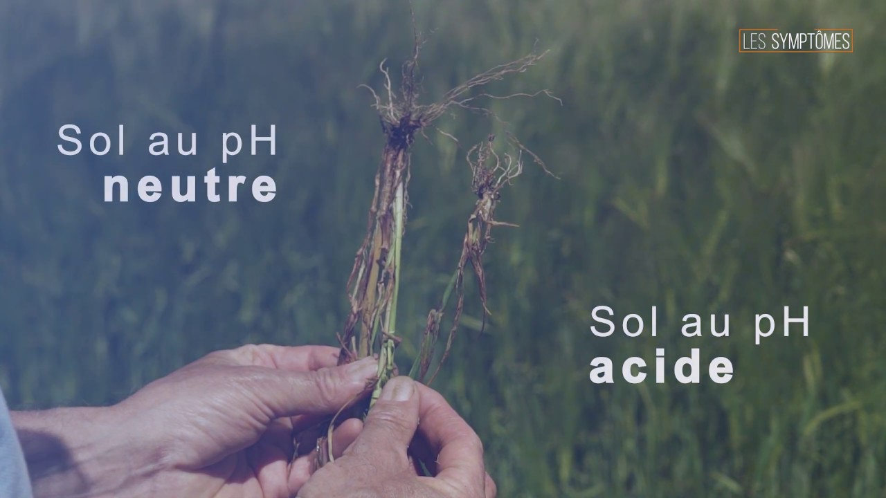Reconnaître et maîtriser l’acidité du sol - ARVALIS-infos.fr