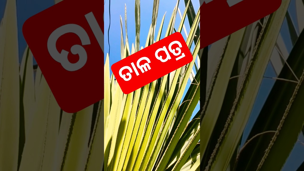 Beauty of Palm Leaves 