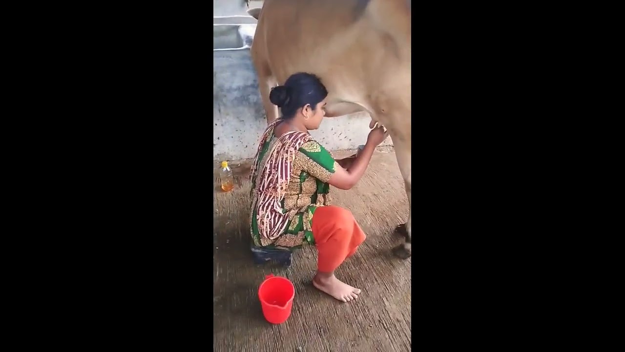 আমাদের জুথি আপুর কাজ দেখুন,, কীভাবে গরুর সেবা করে, গরুর দুধ দেয়া কাজ করে।