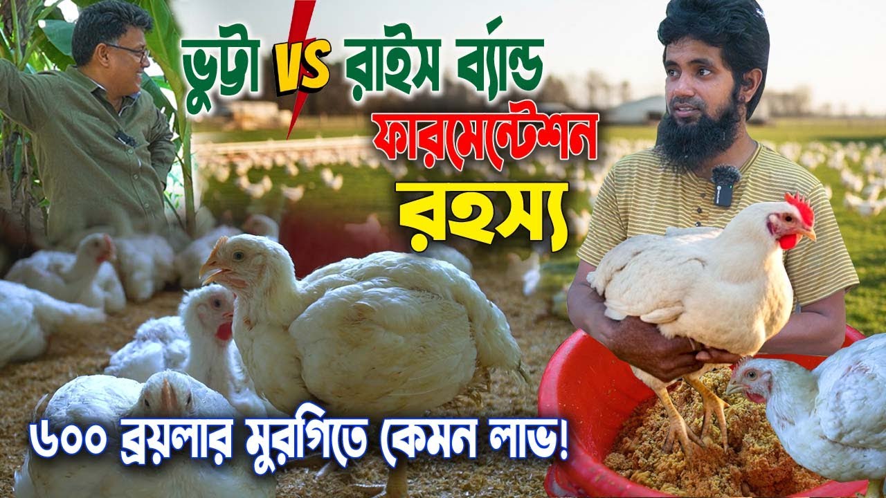 ভুট্টা ও রাইস ব্র্যান্ড ফারমেন্টেশন পদ্ধতিতে ৬০০ ব্রয়লার মুরগিতে পালনে কেমন লাভ! খাবার খরচ কম ৩০%!