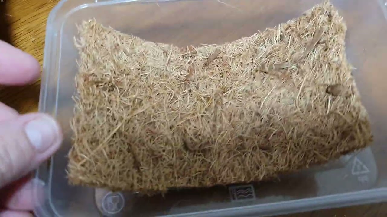 Tillandsia Growing from seed..by Amanda