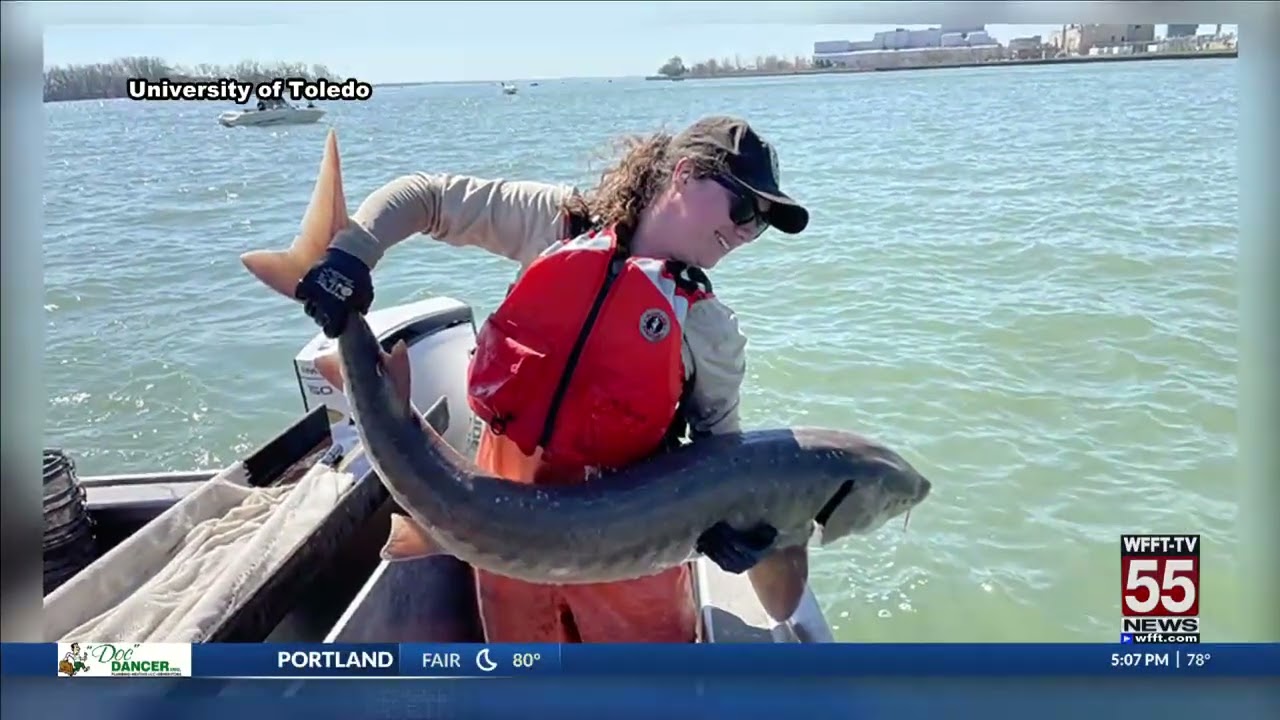 WFFT-TV: Reintroducing Lake Sturgeon to the Maumee