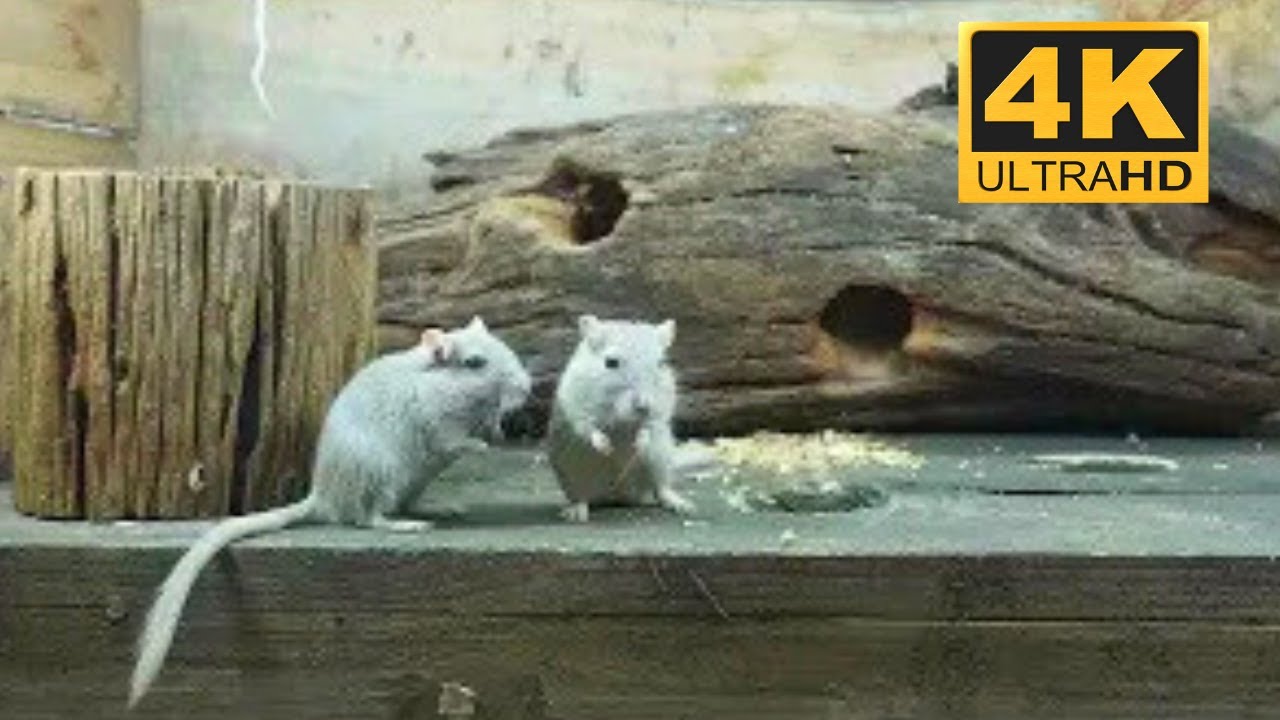 Cat TV Mouse: Real Mice Climbing & Exploring Maze – 4K Video for Cats to Watch!