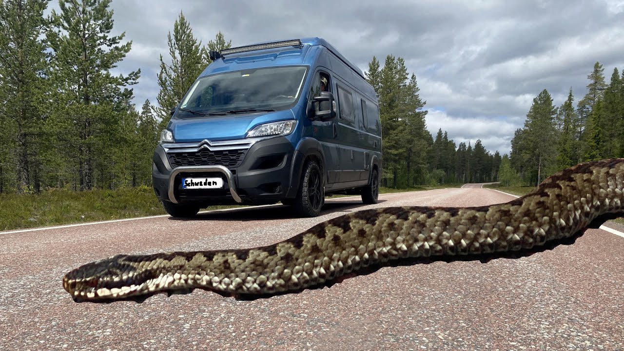 Wir holen eine Kreuzotter von der Stra&szlig;e, Schweden