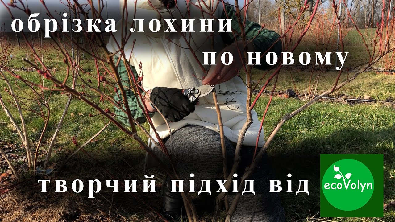 Обрізка лохини по новому (творчий підхід) від 