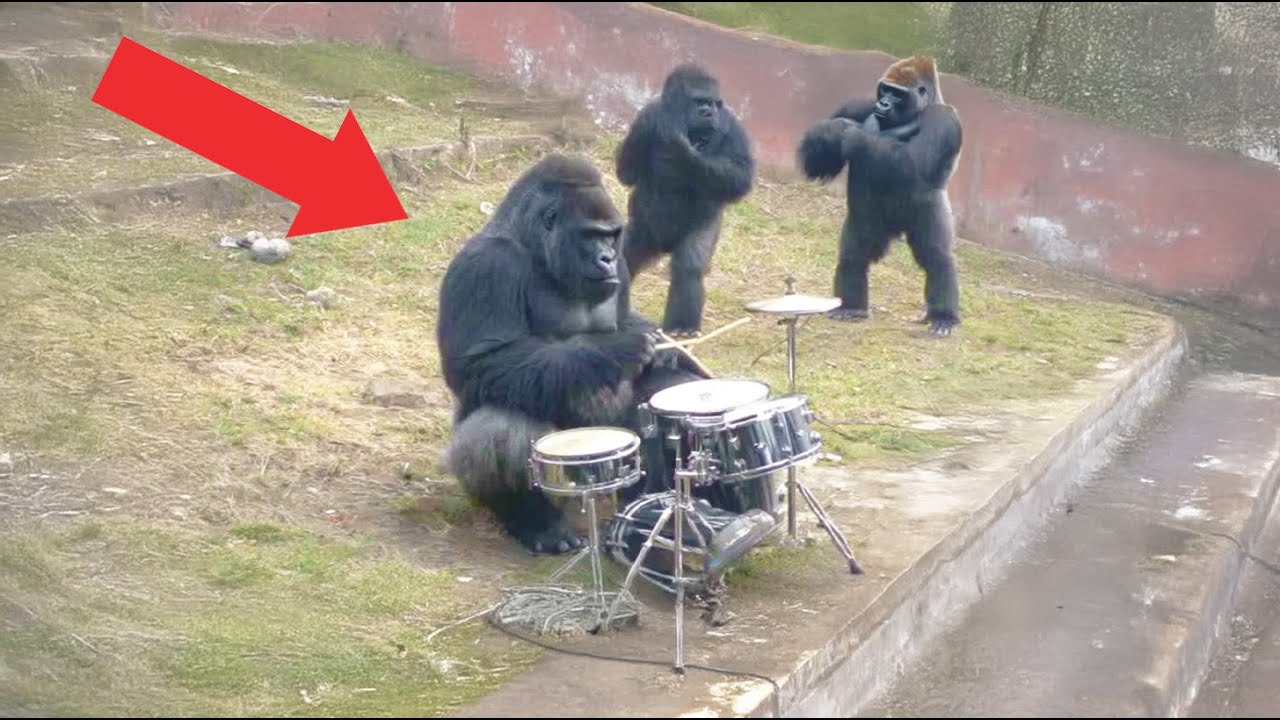 Горилла учится играть на барабанах, все гориллы не могут перестать танцевать.