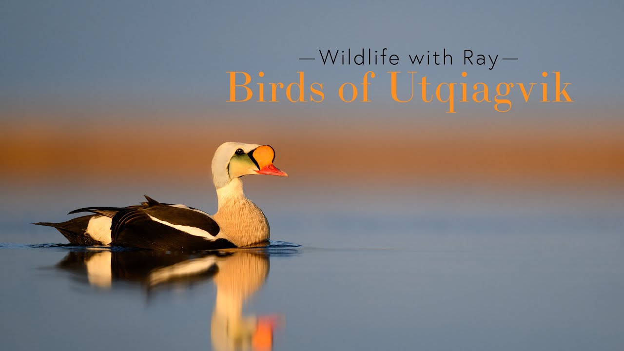 Wildlife with Ray - Birds of Utqiagvik