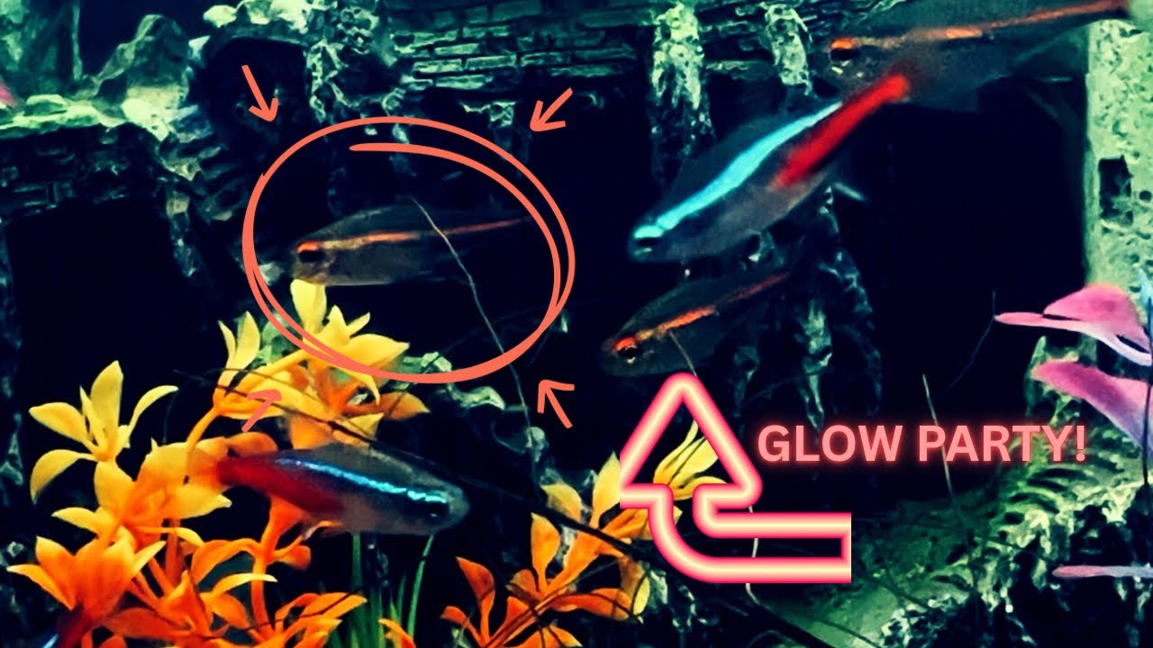 Let's Talk Glowlight Tetra: The Real MVP (Most Vibrant Pet) Of Your Aquarium!