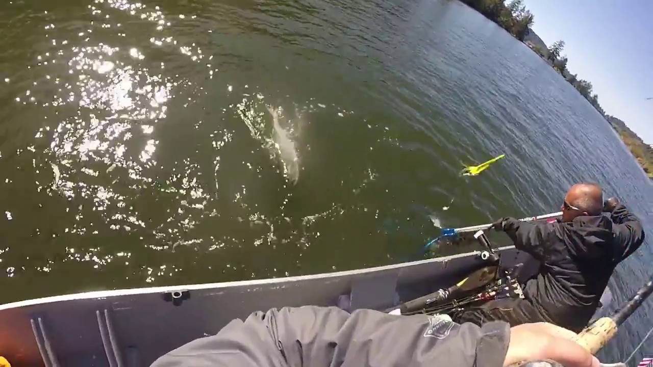 37 inch Chinook Salmon Siuslaw river 10-3-2017