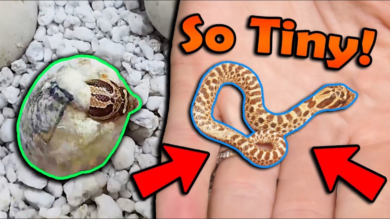 A RUNT Hognose Snake Hatched  :/