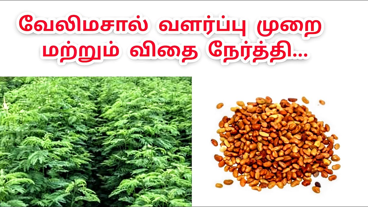 வேலி மசால் பயிரிடும் முறை | velimasal valarpu murai in Tamil #velimasal #cattlefeed