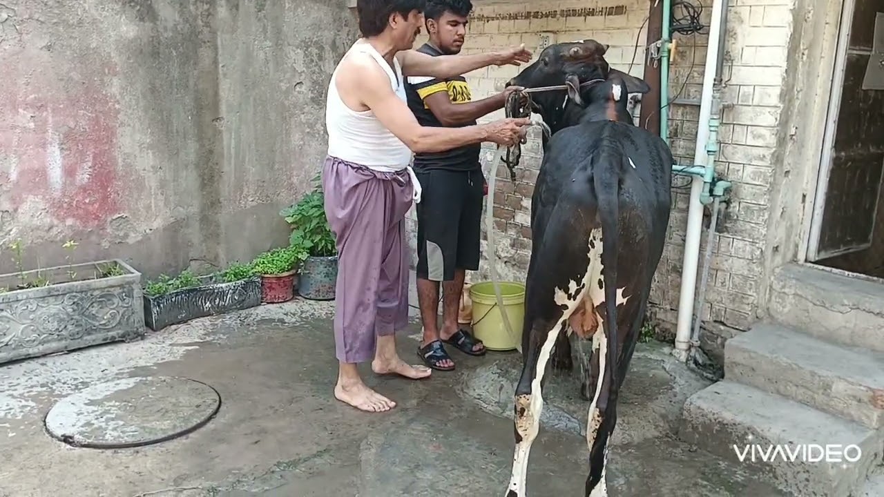 اللہ رب العزت سے دعا ہے کہ تمام مسلمانوں کی قربانی کی سنت ابراھیمی قبول فرماۓ۔ أمین