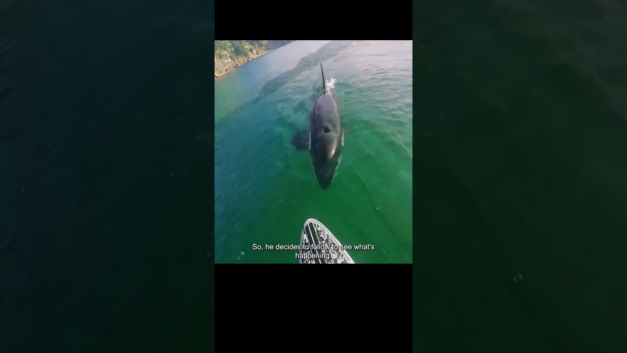 Mother Orca Seek Help from Human to Save Baby Part 1 see full video in this channel #animalrescue