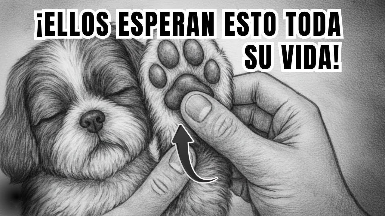 Tu PERRO SUEÑA con recibir estos 17 gestos de amor de tu parte hazlo FELIZ