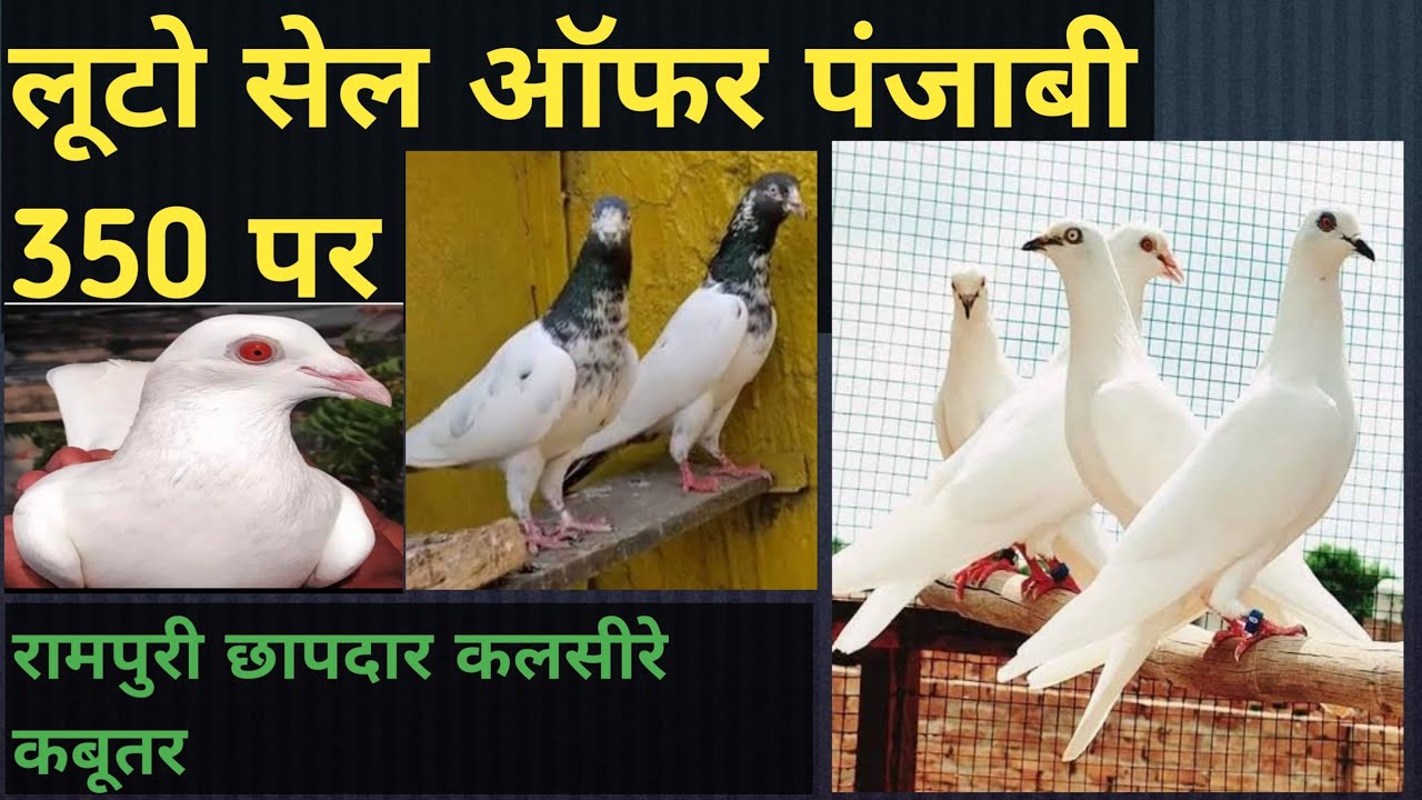 पंजाबी मलवाई की 2 दिन की सेल ऑफर मात्र 350 पर |टुकड़ी वाले मद्रासी कबूतर |रामपुरी कबूतर |4/02/26