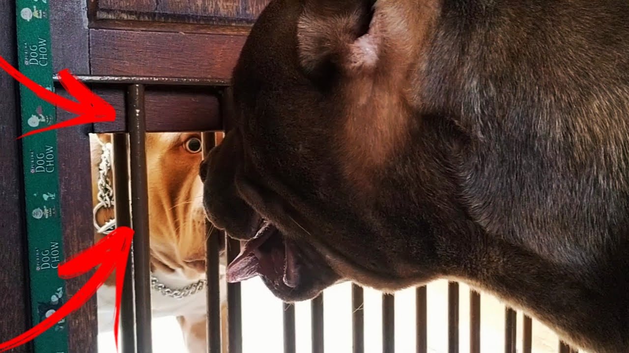 DPK ALLADAR FOI DESAFIAR O EL TORO LOKO | Dragons Pit Kennel