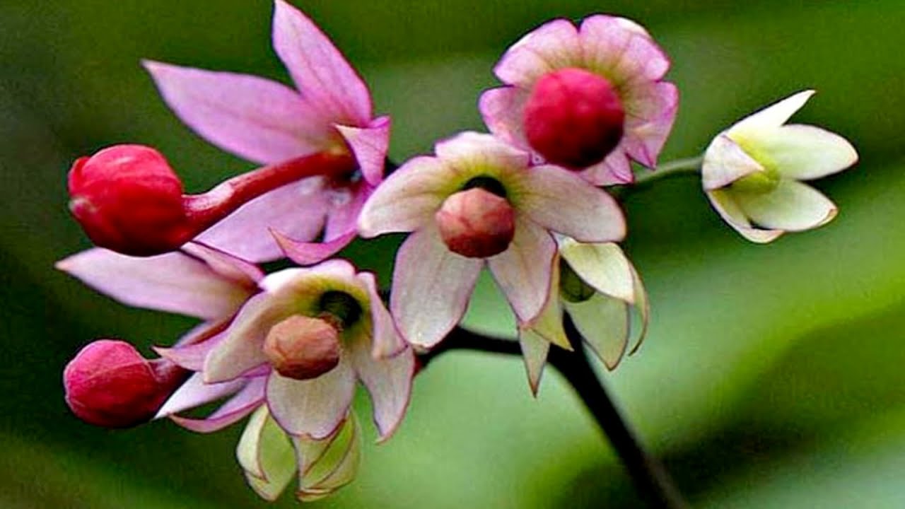 Dragon Ball flowers (HD1080p)