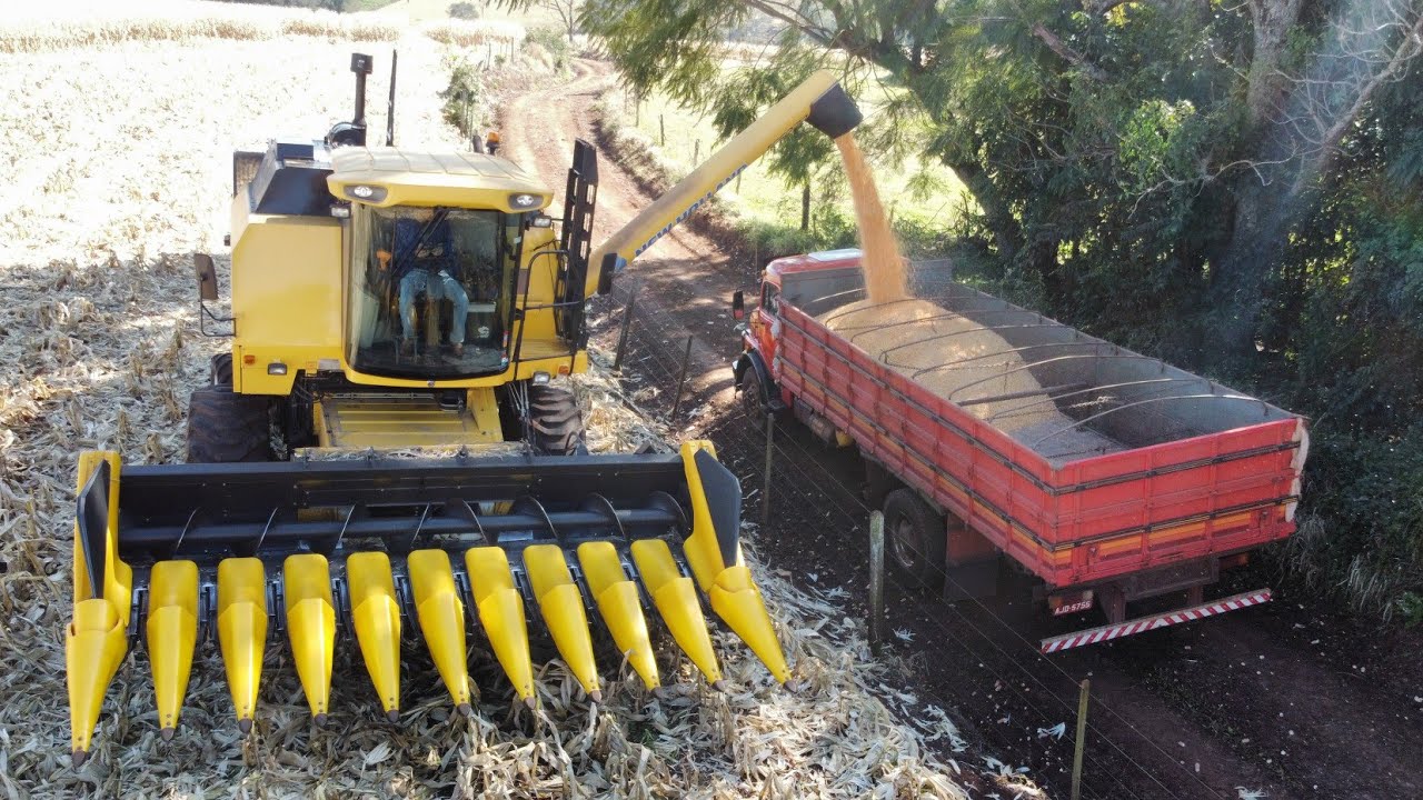 MILHO AGROCERES RENDENDO MAIS DE 350 SACAS por Alqueire
