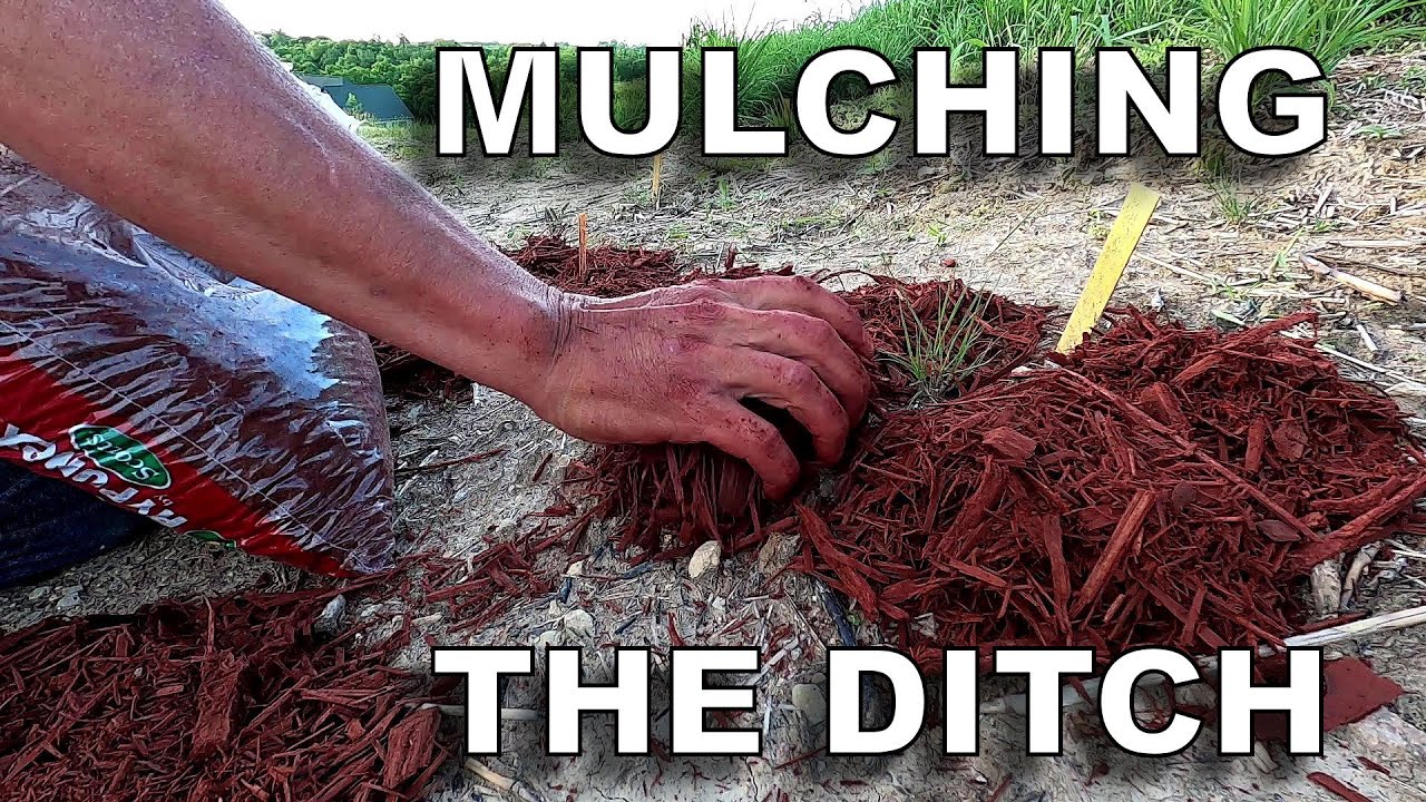 Mulching in the Ditch Garden