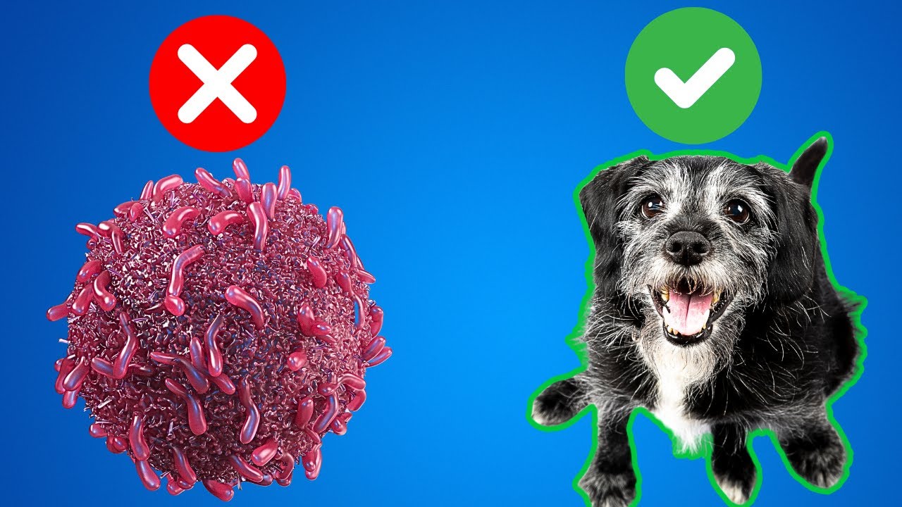 Best Diet For Dog Cancer (Keep them longer)