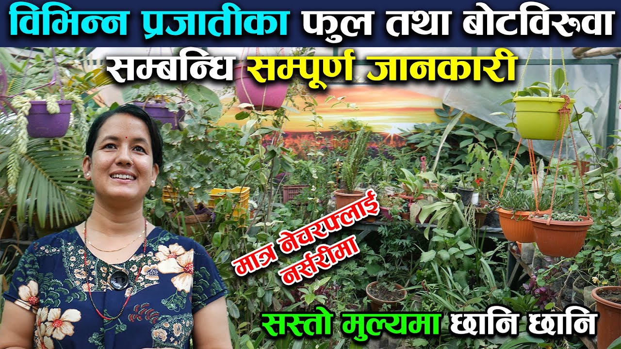 यस्तो छ नेपालमा फुल तथा बिभिन्न फलफुलका बिरुवाको मूल्य || Nature Fly Nursery || Outdoor Indoor Plant